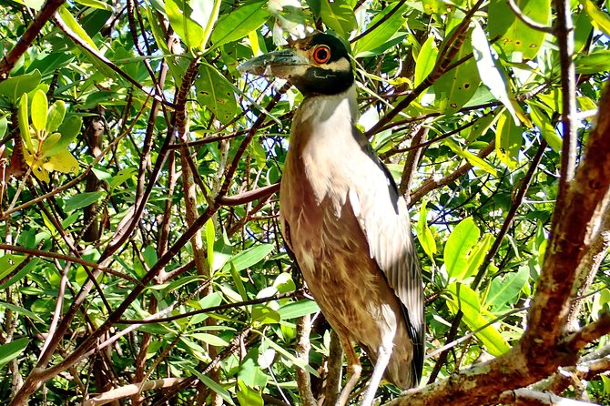 Mangrove SUP Safari - Who will enjoy this paddle most