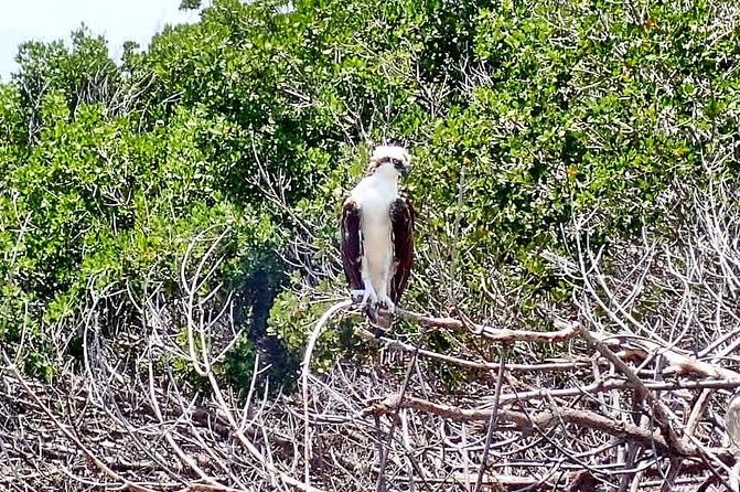 Mangrove SUP Safari - Timing, weather, and booking advice