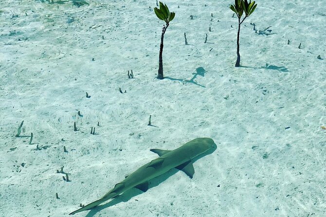 Mangroves Stand-Up Paddleboard Tour - Learning to stand before the wildlife search
