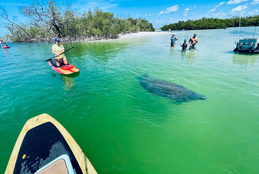 Marco Island: Guided Manatee-Watching Kayaking or SUP Tour - Starting with a choice: kayak or standup paddleboard