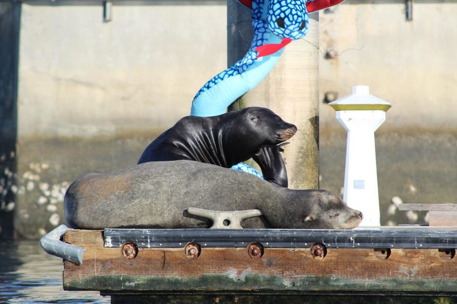 Marina Del Rey: Kayak and Paddleboard Tour with Sea Lions - Key points to know before you book