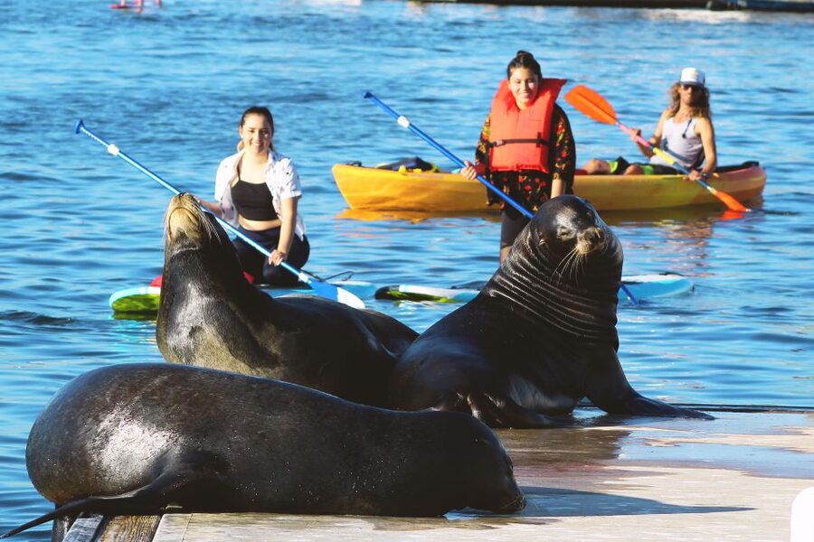 Marina Del Rey: Kayak and Paddleboard Tour with Sea Lions - Why the sea lions make this Marina del Rey tour special