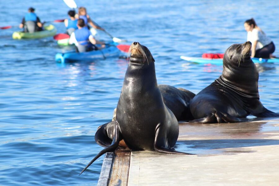 Marina Del Rey: Kayak and Paddleboard Tour with Sea Lions - A small group changes the whole experience