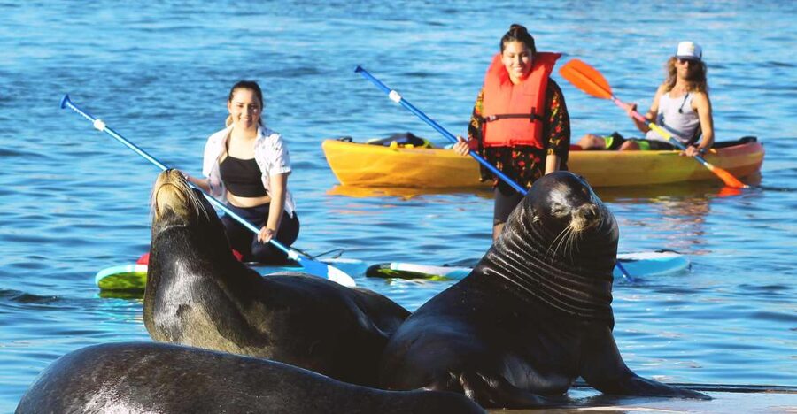 Marina Del Rey: Kayak and Paddleboard Tour with Sea Lions - How demanding are two hours on the water?
