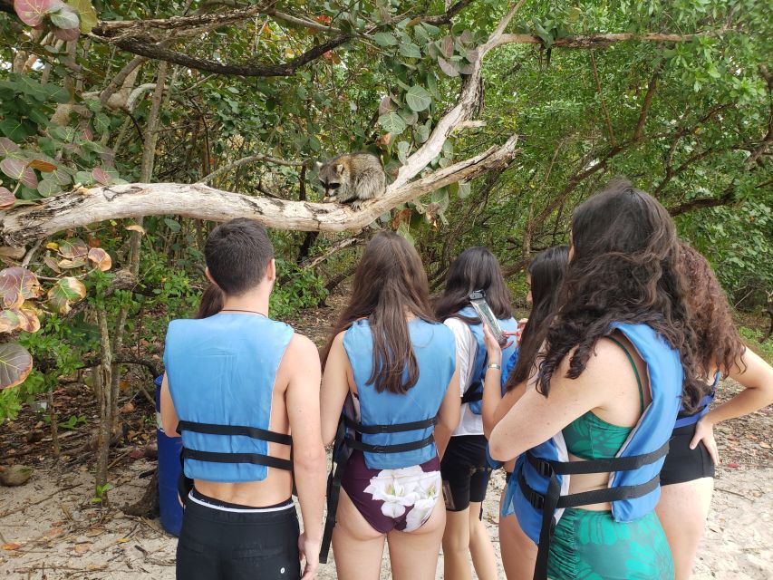 Miami: Beginner-Friendly Island Snorkeling by SUP or Kayak - Raccoons, iguanas, and the wildlife pause