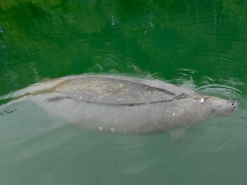 Miami: Manatee Season Paddleboard or Kayak Tour - Key points to know before you paddle