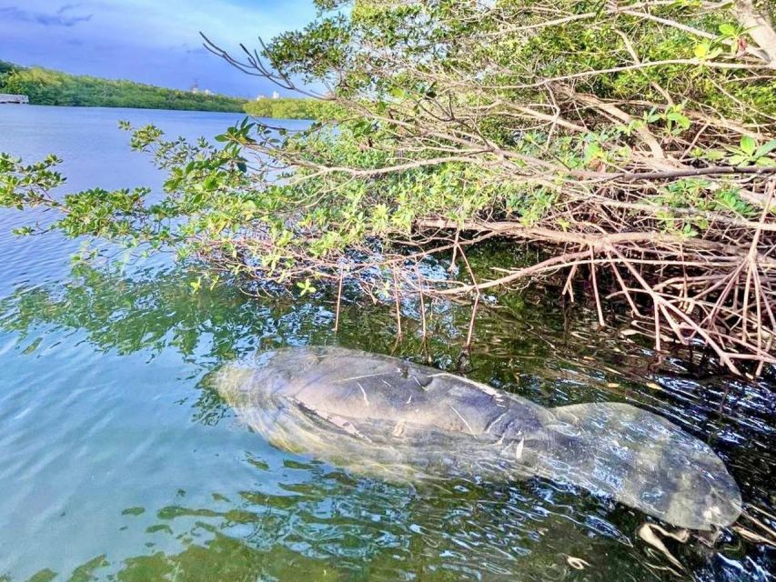 Miami: Manatee Season Paddleboard or Kayak Tour - The Atlantic coast option