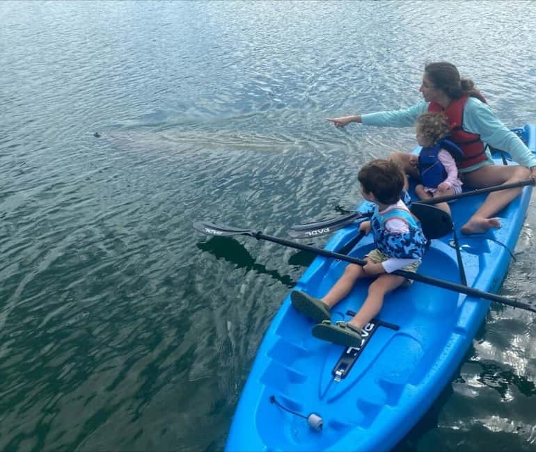 Miami: Paddle Board or Kayak Rental - PADL Beach Club - What wildlife you might see