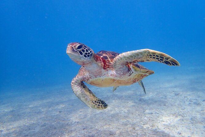 [Miyako Island/Full Day] Sea Turtle Snorkeling & SUP or Canoe - SUP or canoe: which should you choose?