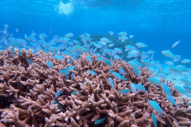 [Miyako Island/Full Day] Sea Turtle Snorkeling & SUP or Canoe - Price and value at $88.18
