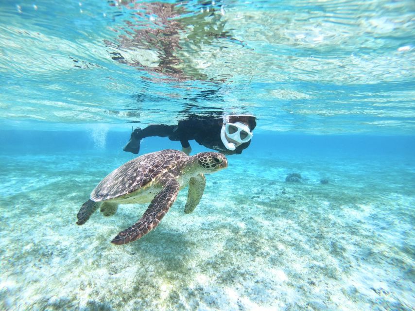 Miyako Island: SUP or Canoeing and Snorkeling Experience - A lunch break that changes the pace