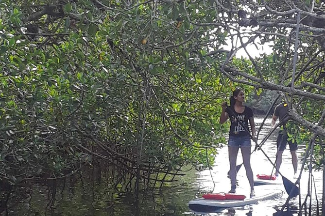 Naples Fl, Paddleboard Mangrove Forest Tour - Key points to know before you paddle