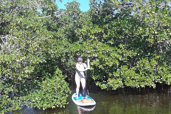Naples Fl, Paddleboard Mangrove Forest Tour - The equipment included in the outing