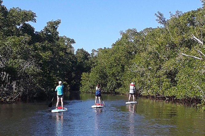 Naples Fl, Paddleboard Mangrove Forest Tour - What makes this a good family and first-time outing