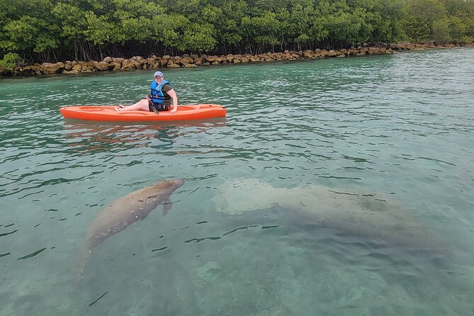 Nature & Island Exploration on SUP/Kayak - Paddling the mangrove channels