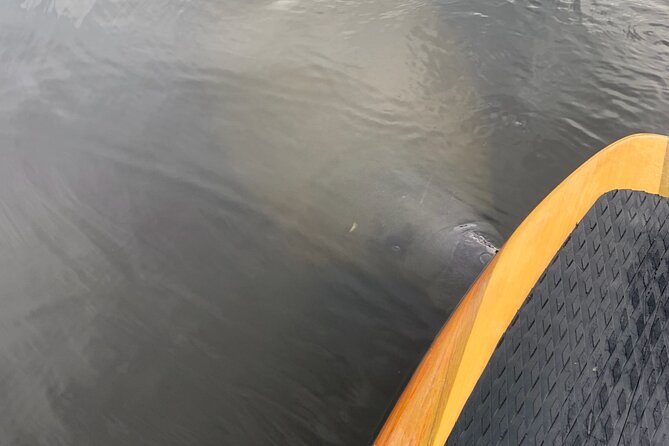 New Smyrna Dolphin and Manatee Kayak and SUP Adventure Tour - Key points to know before you book