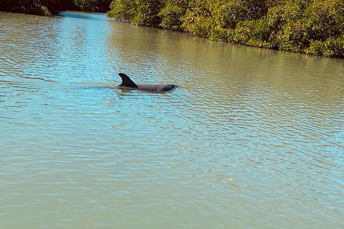 New Smyrna Dolphin and Manatee Kayak and SUP Adventure Tour - Why the guide can make or break the outing