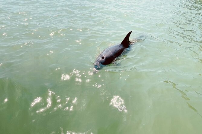 New Smyrna Dolphin and Manatee Kayak and SUP Adventure Tour - Kayak or stand-up paddleboard?