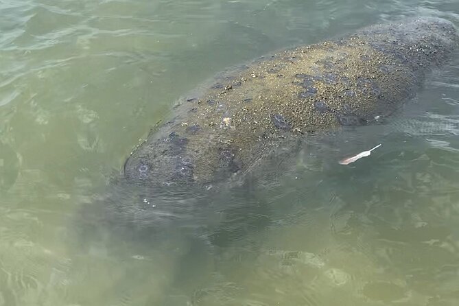 New Smyrna Dolphin and Manatee Kayak and SUP Adventure Tour - Who will enjoy this most?