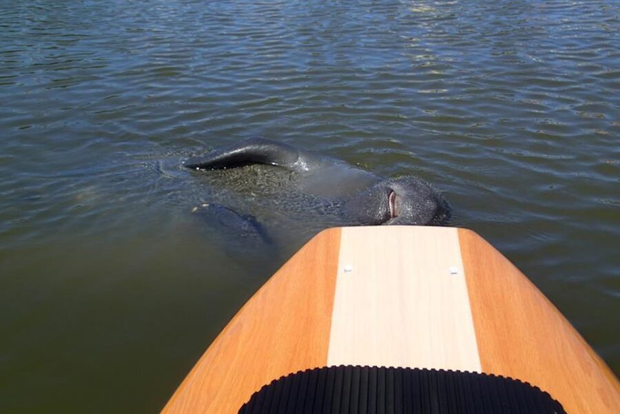 New Smyrna: Half-Day Guided SUP or Kayak Waterways Tour - Mangroves, islands, and short breaks