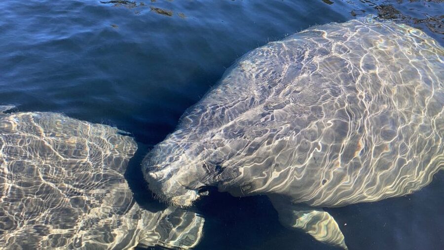 New Smyrna: Half-Day Guided SUP or Kayak Waterways Tour - Meeting your guide at Divito Park