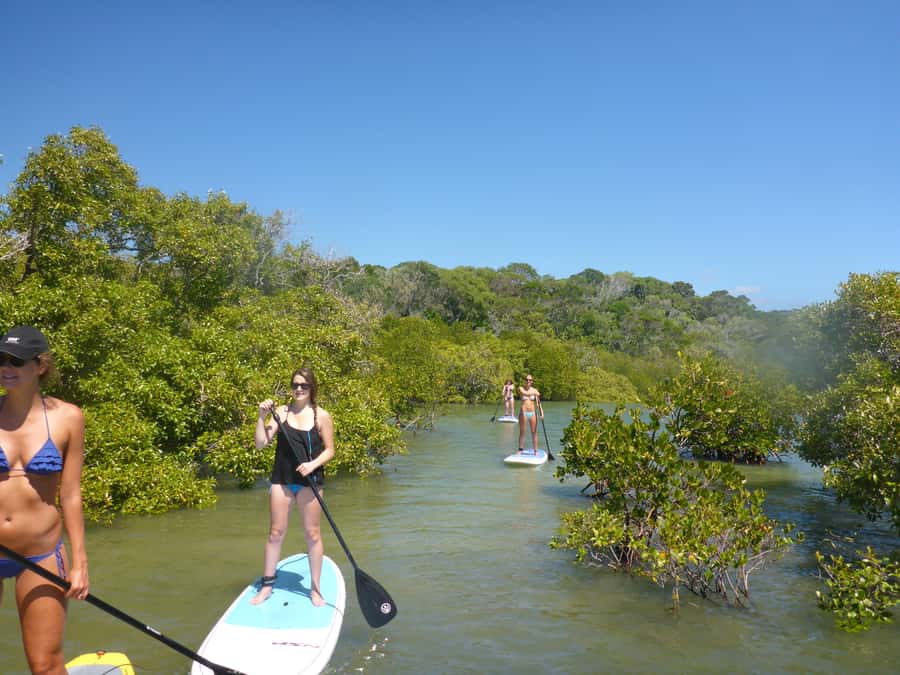 Noosa Stand Up Paddle & Mangrove Tunnel Tour (Self Guided) - Starting at Weyba Esplanade
