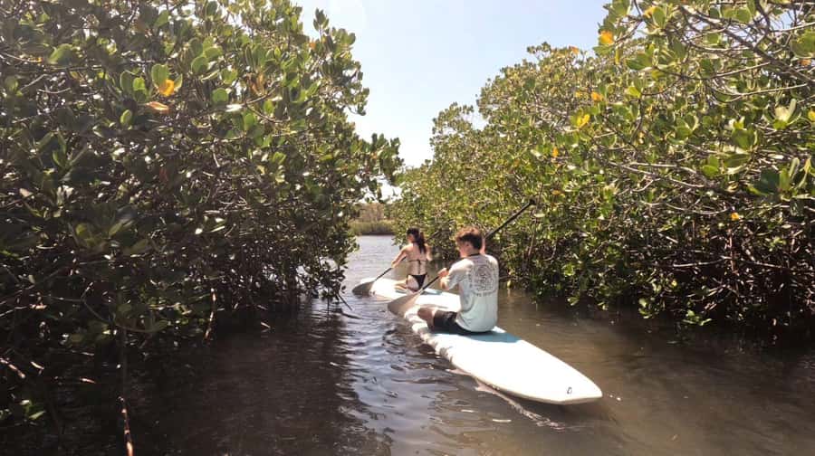 Noosa Stand Up Paddle & Mangrove Tunnel Tour (Self Guided) - The main 75-minute paddle