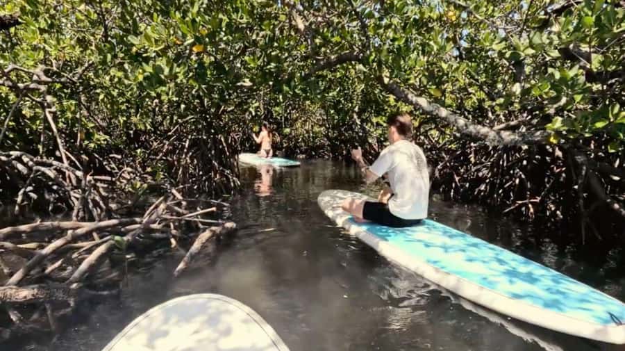 Noosa Stand Up Paddle & Mangrove Tunnel Tour (Self Guided) - Looking for stingrays, birds, and crabs
