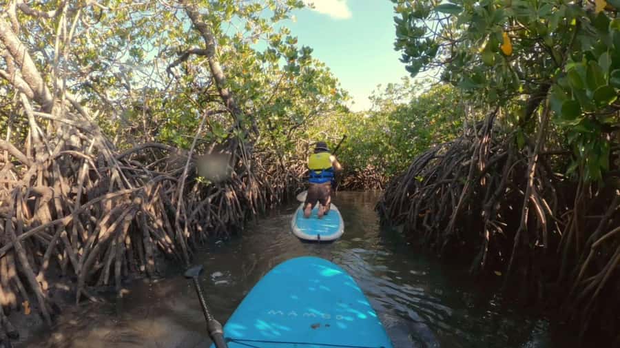 Noosa Stand Up Paddle & Mangrove Tunnel Tour (Self Guided) - A 15-minute introduction to Weyba Creek