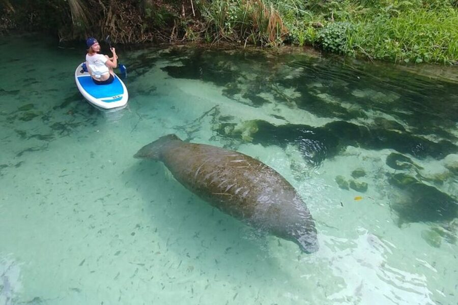 North Miami: Nature & Island Exploration on SUP/Kayak - Watching for dolphins, manatees, and other wildlife