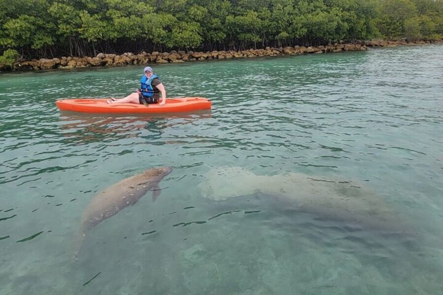 North Miami: Nature & Island Exploration on SUP/Kayak - My call: book it for the mangroves, not a guaranteed animal sighting