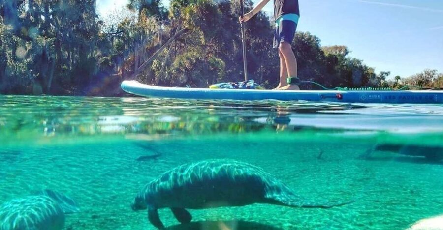 North Miami: Nature & Island Exploration on SUP/Kayak - Paddling into the Osprey Triangle mangroves