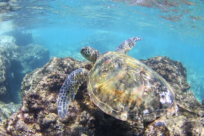 North Shore Stand-Up Paddleboard Lesson - What to bring and how to prepare
