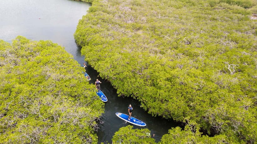 Nusa Lembongan: Mangrove Kayak or Paddleboard Adventure - Kayak or paddleboard: which is better for you?