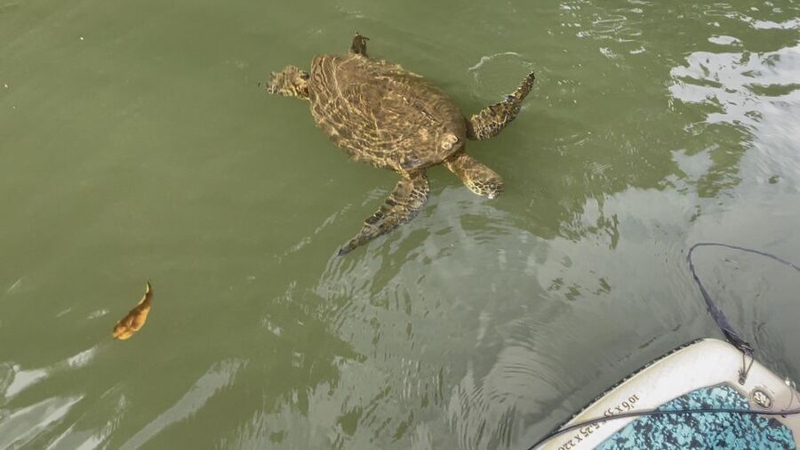Oahu: North Shore Haleiwa Paddleboard River Adventure - Should you book the Anahulu River paddle?