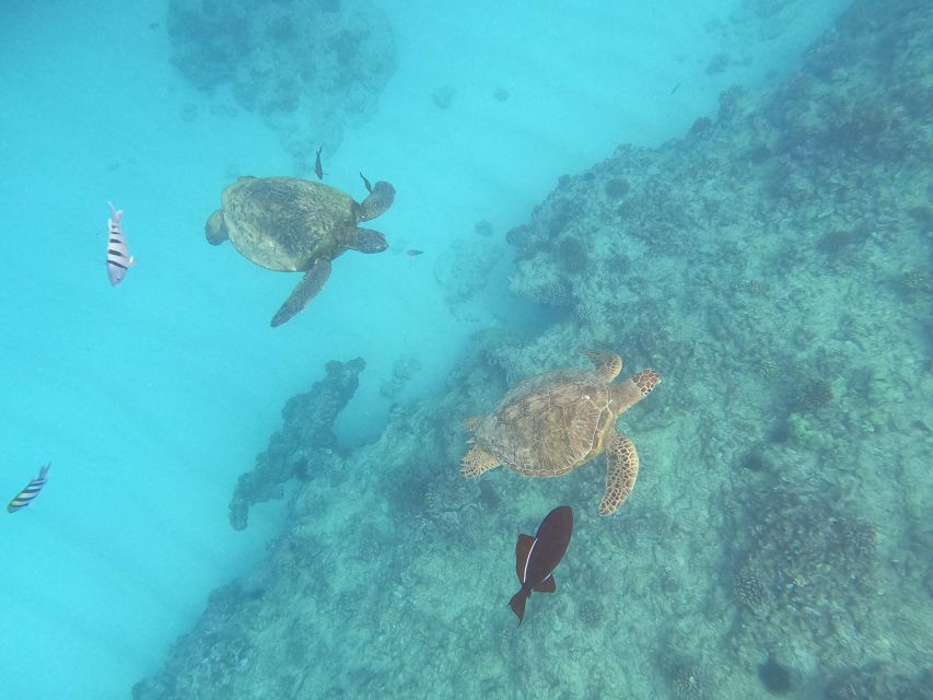 Oahu Snorkeling with Turtles, Water Scooter, Paddleboard - Turtle Canyon Is the Main Event