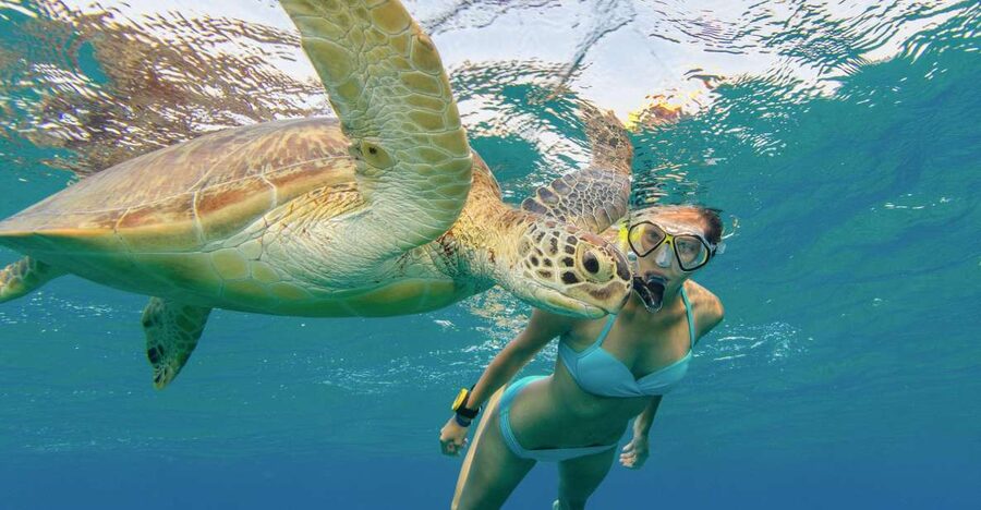Oahu Snorkeling with Turtles, Water Scooter, Paddleboard - Language Support and Guide Service