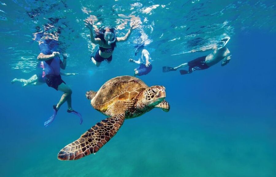 Ocean Reef Snorkeling and Paddleboarding - Snorkeling over natural and artificial reefs