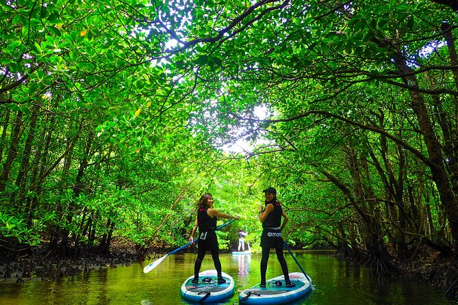 Okinawa Iriomote Mangrove SUP or Canoe Tour - Choosing SUP or canoe