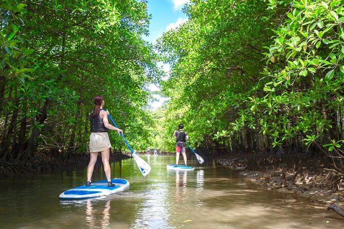 Okinawa Iriomote Mangrove SUP or Canoe Tour - Paddling the Urauchi River