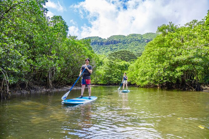 Okinawa Iriomote Mangrove SUP or Canoe Tour - Is $52.40 a fair price?
