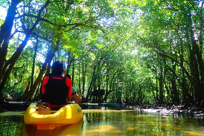 Okinawa Iriomote Mangrove SUP or Canoe Tour - Who will enjoy this most?