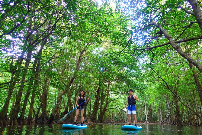 Okinawa Iriomote Mangrove SUP or Canoe Tour - Starting at Densa Terminal on Iriomote-jima