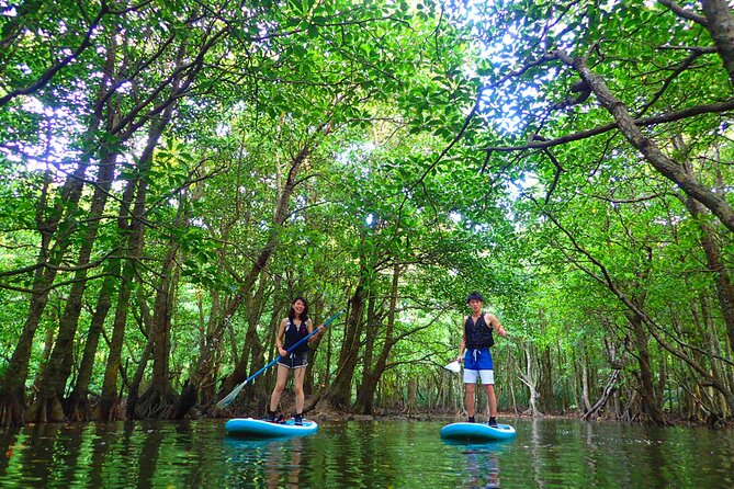 Okinawa Iriomote SUP or Canoe and Sightseeing in Yubujima Island - The value of $82.58