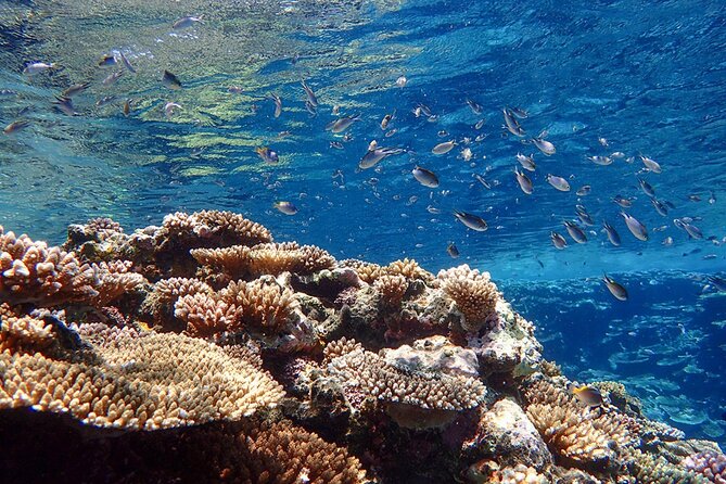Okinawa Ishigaki Kabira Bay SUP or Canoe and Blue Cave Snorkeling - What happens when the weather turns
