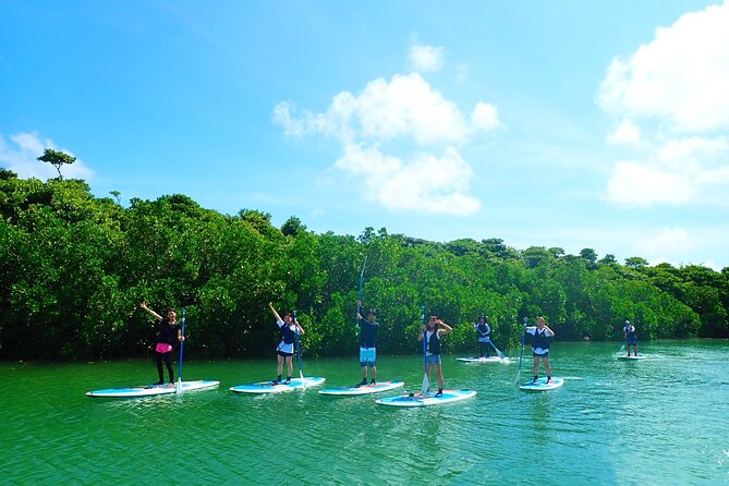 Okinawa Ishigaki Mangrove SUP or Canoe Tour - Price and practical value at $52.19