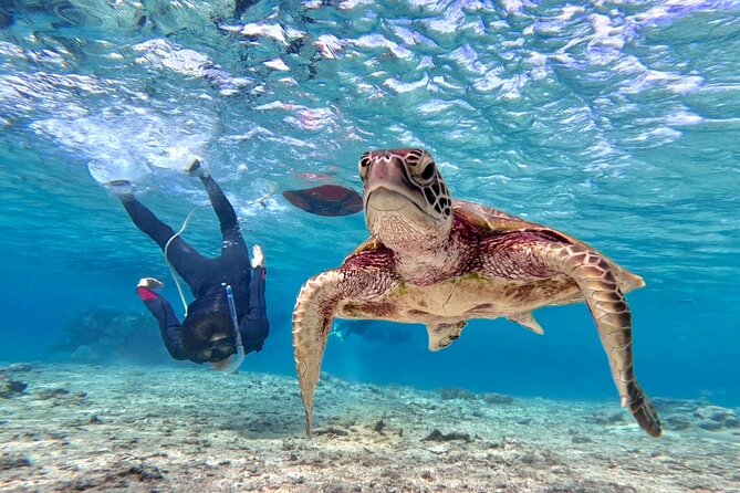 Okinawa Miyako Beach SUP or Canoe and sea turtle Snorkeling - Key details before you book