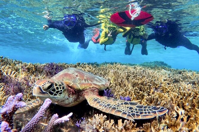 Okinawa Miyako Beach SUP or Canoe and sea turtle Snorkeling - Group size and the feel of the outing