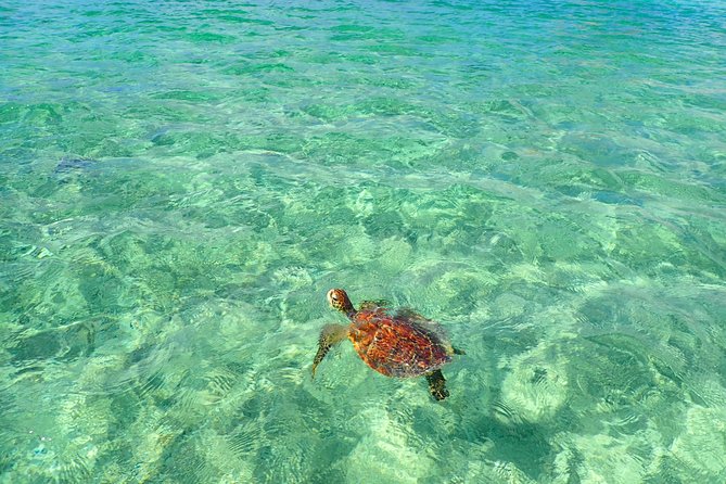 Okinawa Miyakojima Half Day SUPor Canoe & Sea Turtle Snorkeling (Half Day Set) - Snorkeling first, with sea turtles as the main prize
