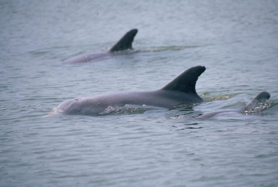 Orlando: Dolphin Clear Kayak or Paddle Board Adventure - Families, couples, groups, and dogs